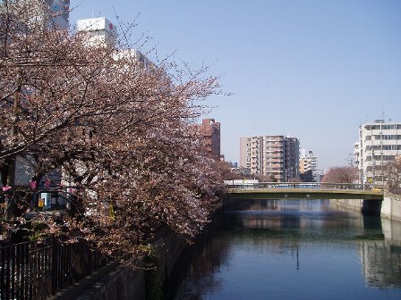 サクトラバック受付中！　横浜からサクラの便り_c0012640_1440233.jpg