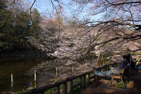 青空に映えるサクラ・・・井の頭公園サクラだより第九号_a0009142_22133598.jpg