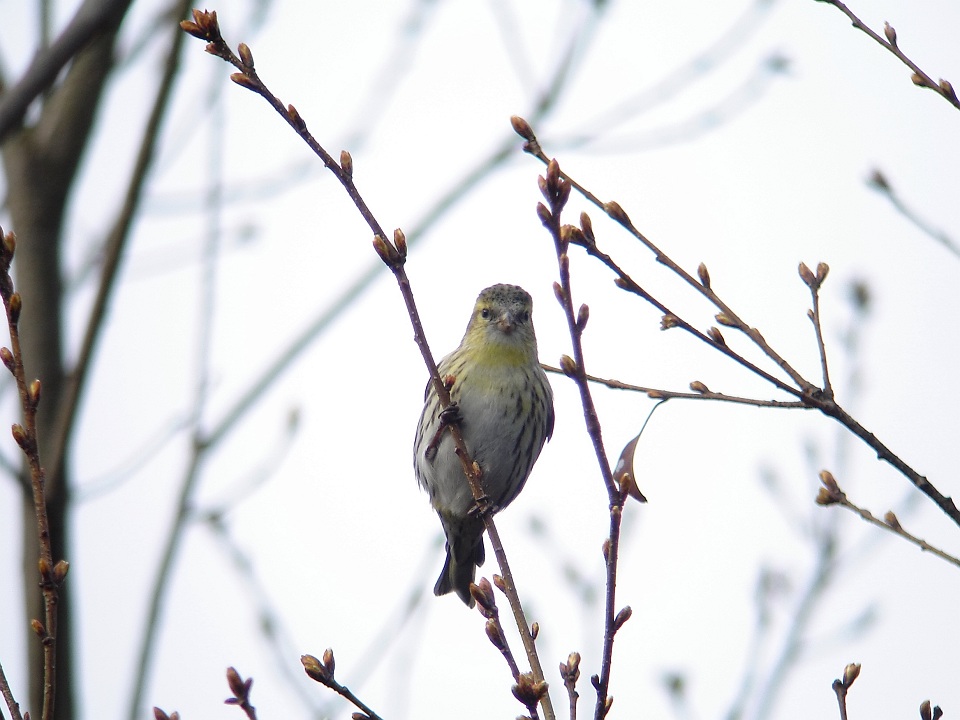 Y公園のその他の鳥たち　カワセミ＆マヒワ（在庫）_d0031745_2236640.jpg