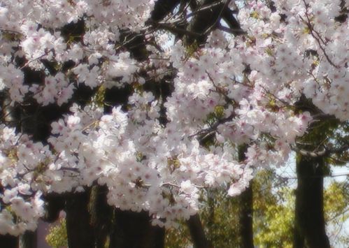 山王公園　桜_f0131745_18121848.jpg