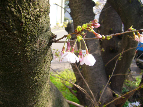 桜が咲きました！_c0038775_2045396.jpg