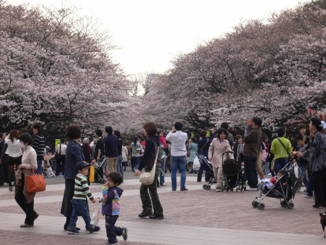 桜情報･上野編_f0111677_1612960.jpg