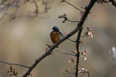 野鳥アルバム_b0047179_21542169.jpg