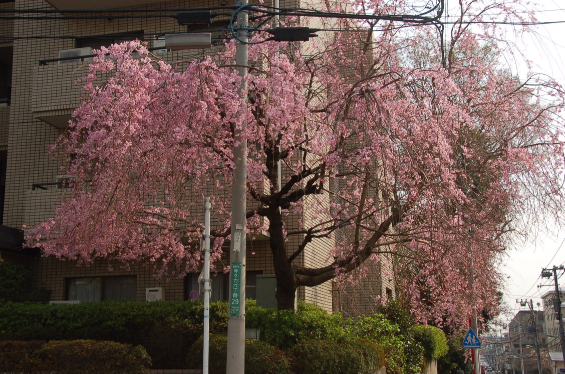 枝垂桜＠等々力六丁目_d0056382_23102589.jpg