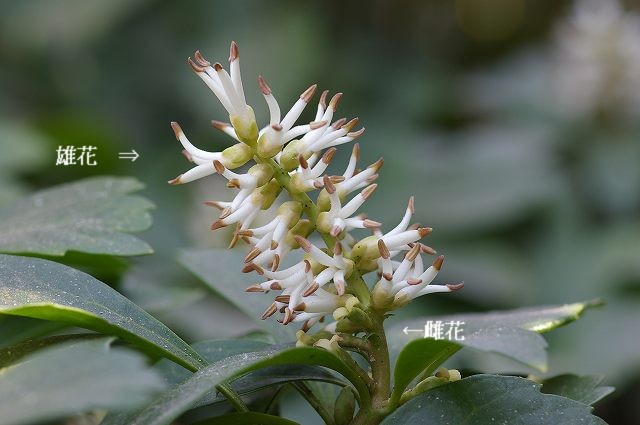 小谷戸の里の草花　　07.3.28_e0070891_21102694.jpg