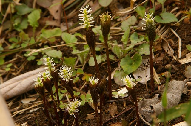 e0070891_21134169.jpg