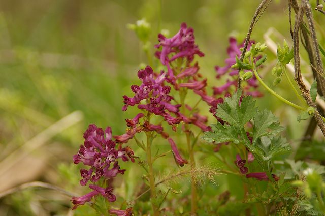 小谷戸の里の草花　　07.3.28_e0070891_21263644.jpg