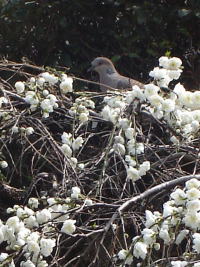 鳩が桃に_c0105295_17182274.jpg