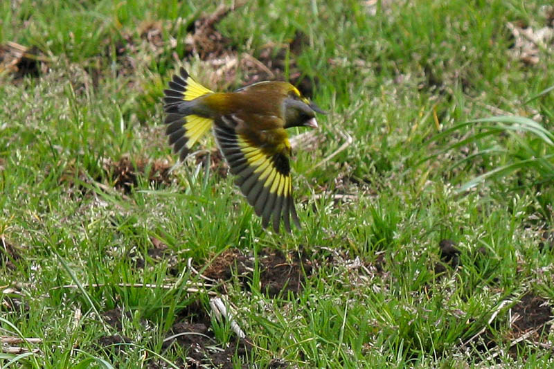カワラヒワの飛翔_b0024798_4362588.jpg