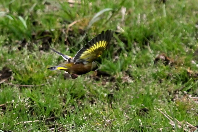 カワラヒワの飛翔_b0024798_436925.jpg