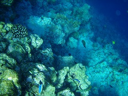 水上コテージ＆ハウスリーフが良い島_d0039999_2210516.jpg