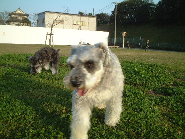 2007/3/29(木)　またまた、舞鶴公園！_d0079701_23404535.jpg