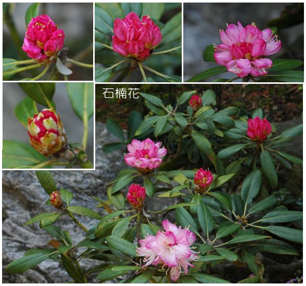 クリスマスローズの家へ、　新しくなった高幡不動駅、庭の花シャクナゲ_c0051105_7263912.jpg