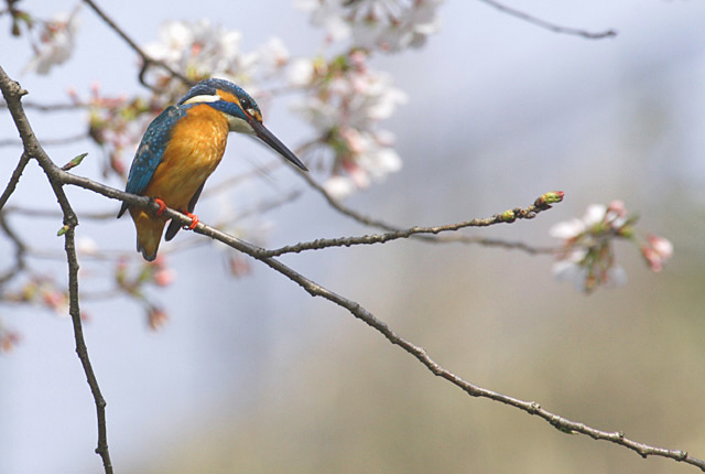 桜の季節_b0047206_22545622.jpg