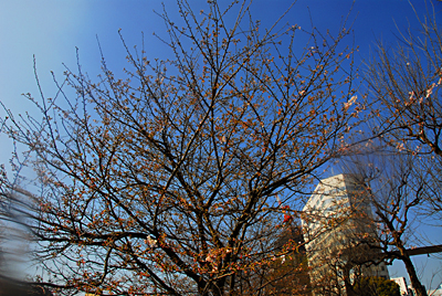 サクラ・さくら・桜・SAKURA・cherry blossoms　Ⅲ　3月28日（水）　1024_b0069507_6314774.jpg