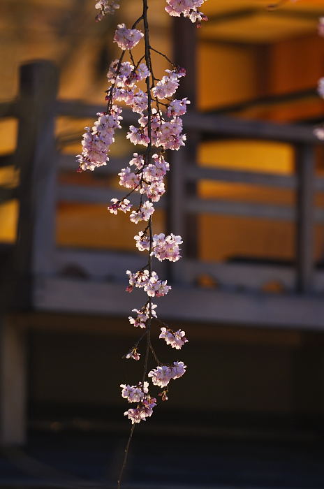 桜事始め・祇園白川桜ライトアップ_f0032011_2043583.jpg