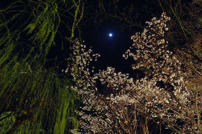 桜事始め・祇園白川桜ライトアップ_f0032011_20442653.jpg