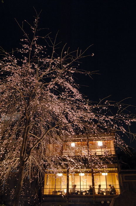 桜事始め・祇園白川桜ライトアップ_f0032011_20443995.jpg