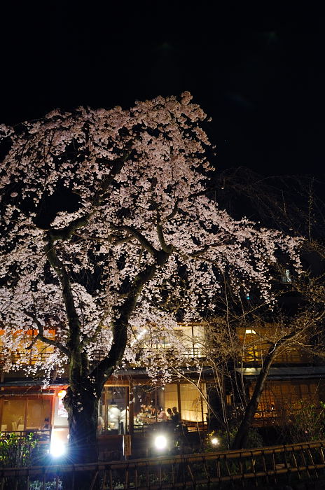 桜事始め・祇園白川桜ライトアップ_f0032011_20445243.jpg