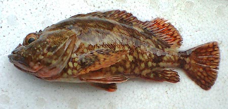 f0059914_16165537.jpg