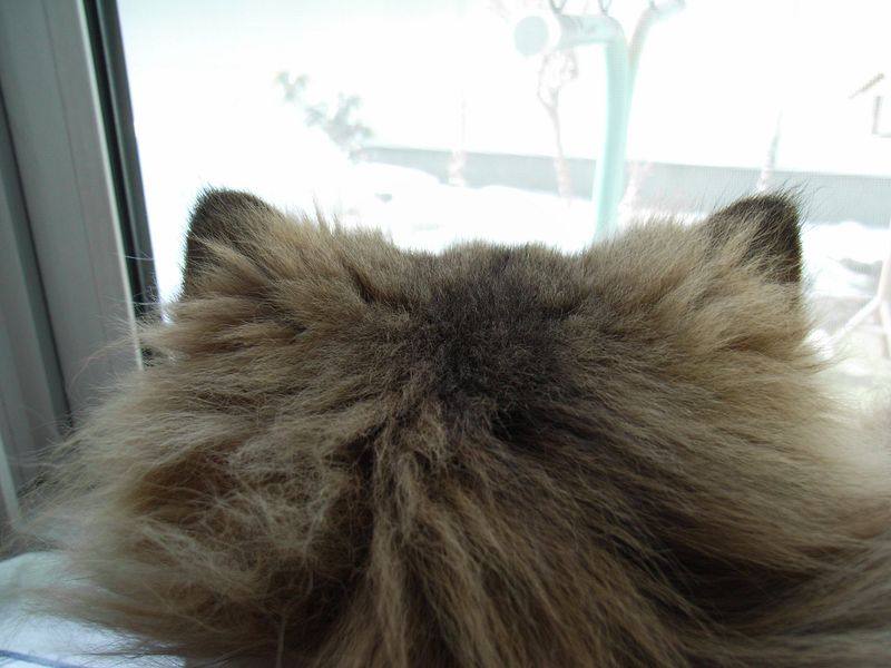 猫耳 (今朝の武蔵丸)_c0025115_18195939.jpg