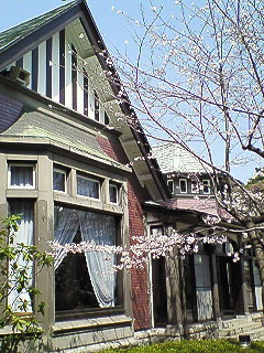 田戸台分庁舎の桜_d0065116_16504043.jpg