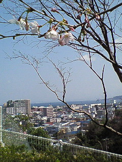 田戸台分庁舎の桜_d0065116_16515950.jpg