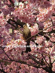 春が来た♪/Spring has come♪_b0022617_12471520.jpg