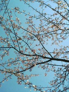 test2 八幡屋公園_a0098418_23441592.jpg