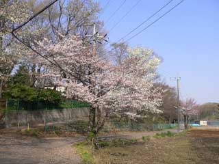 コブシと桜_c0094120_9305267.jpg