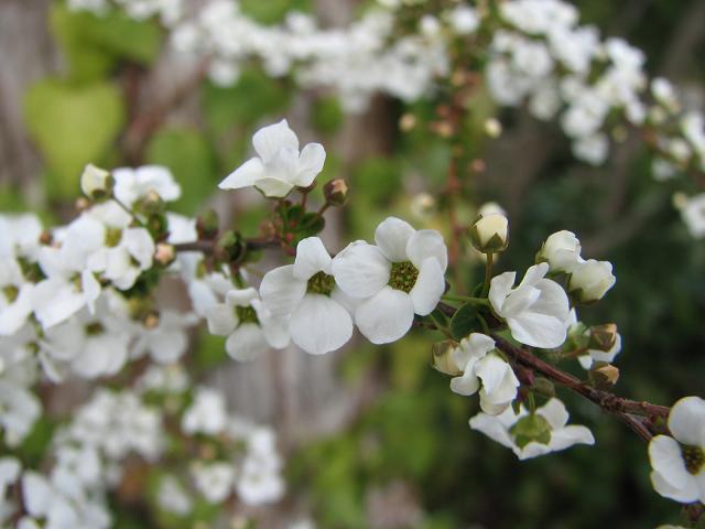 f0099535_1310510.jpg