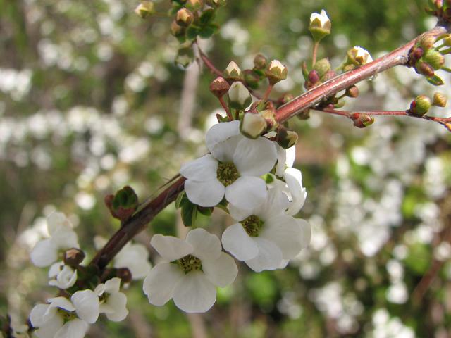 f0099535_1374740.jpg