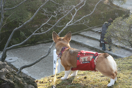 城跡の　四季を歩いて　犬と共_b0031538_23332218.jpg