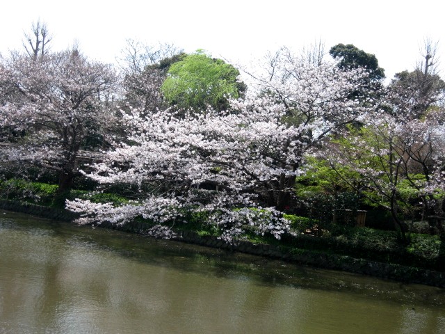 【鶴岡八幡宮・源氏池のソメイヨシノ】_b0009849_16361486.jpg