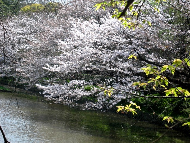 【鶴岡八幡宮・源氏池のソメイヨシノ】_b0009849_16404372.jpg