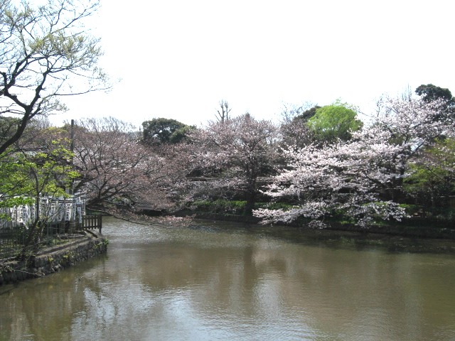 【鶴岡八幡宮・源氏池のソメイヨシノ】_b0009849_16415535.jpg