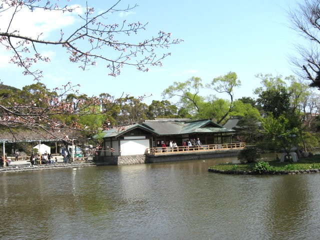 【鶴岡八幡宮・源氏池のソメイヨシノ】_b0009849_1645342.jpg