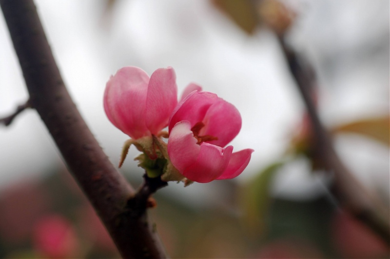 先日ダイコンの花を見つけて_c0024254_123481.jpg