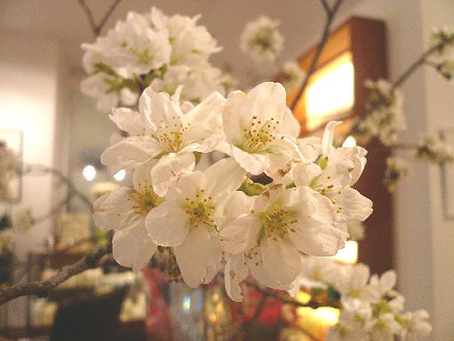 桜に誘われ。。。セルリアンタワー東急ホテル..。.゚。*・。♡ _a0053662_12454224.jpg