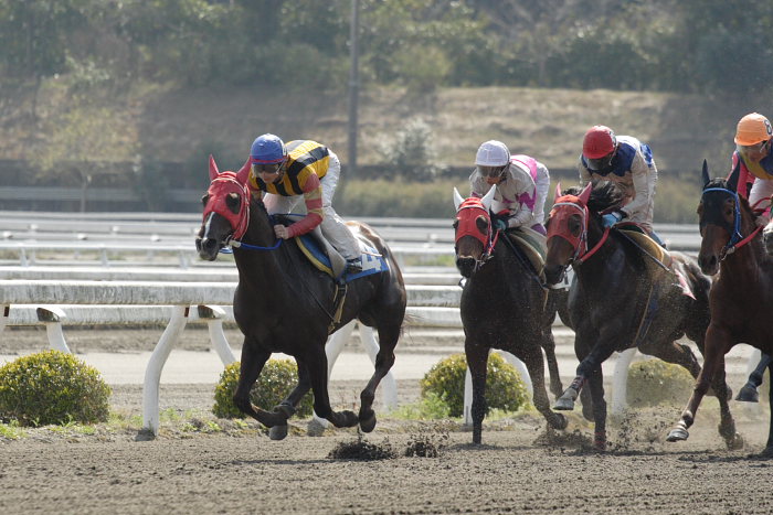 2007年3月25日（日） 高知競馬 6R 頑張れみどりさん特別_a0077663_1849148.jpg