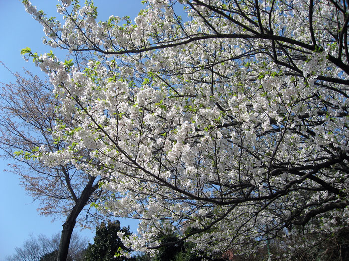 「歩け歩け」善福寺川緑地でのお花見_b0041473_21412984.jpg