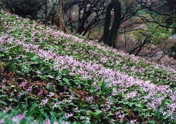 趣味の写真・・・カタクリの花_b0105374_1474219.jpg