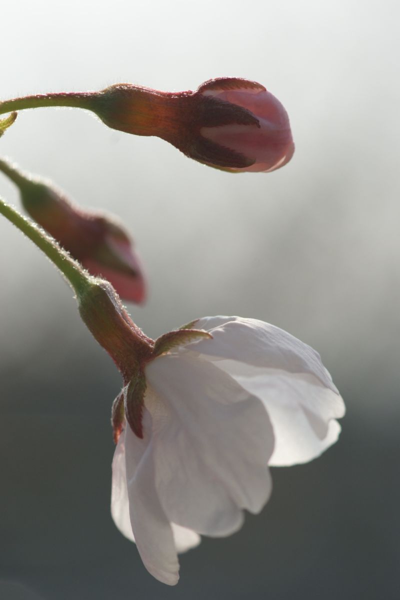 桜咲く　－ふぅわりと咲く様子ー_d0079278_213450100.jpg