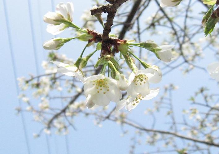 桜　白_b0060880_2195554.jpg