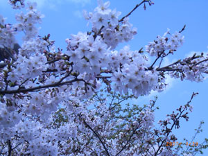 東京の桜は早かった_f0067385_21443729.jpg