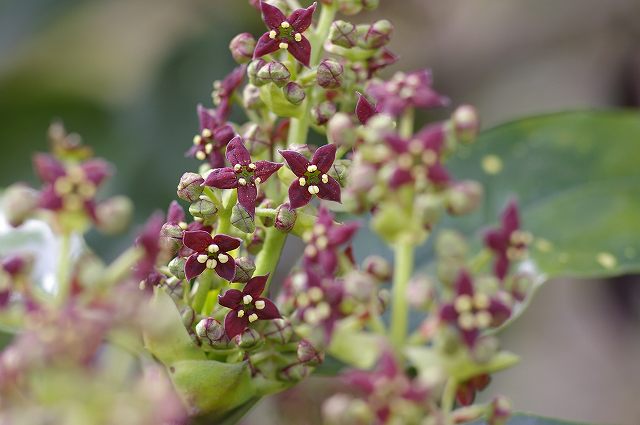 e0070891_2129063.jpg