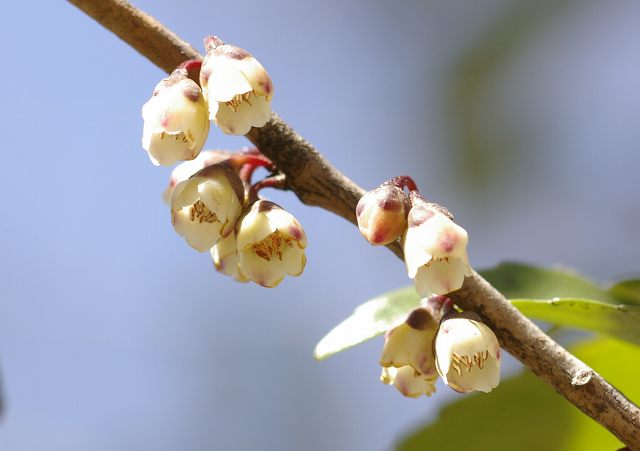 雌雄異株　　アオキ、キブシ、ヒサカキ　　07.3.29_e0070891_21393622.jpg