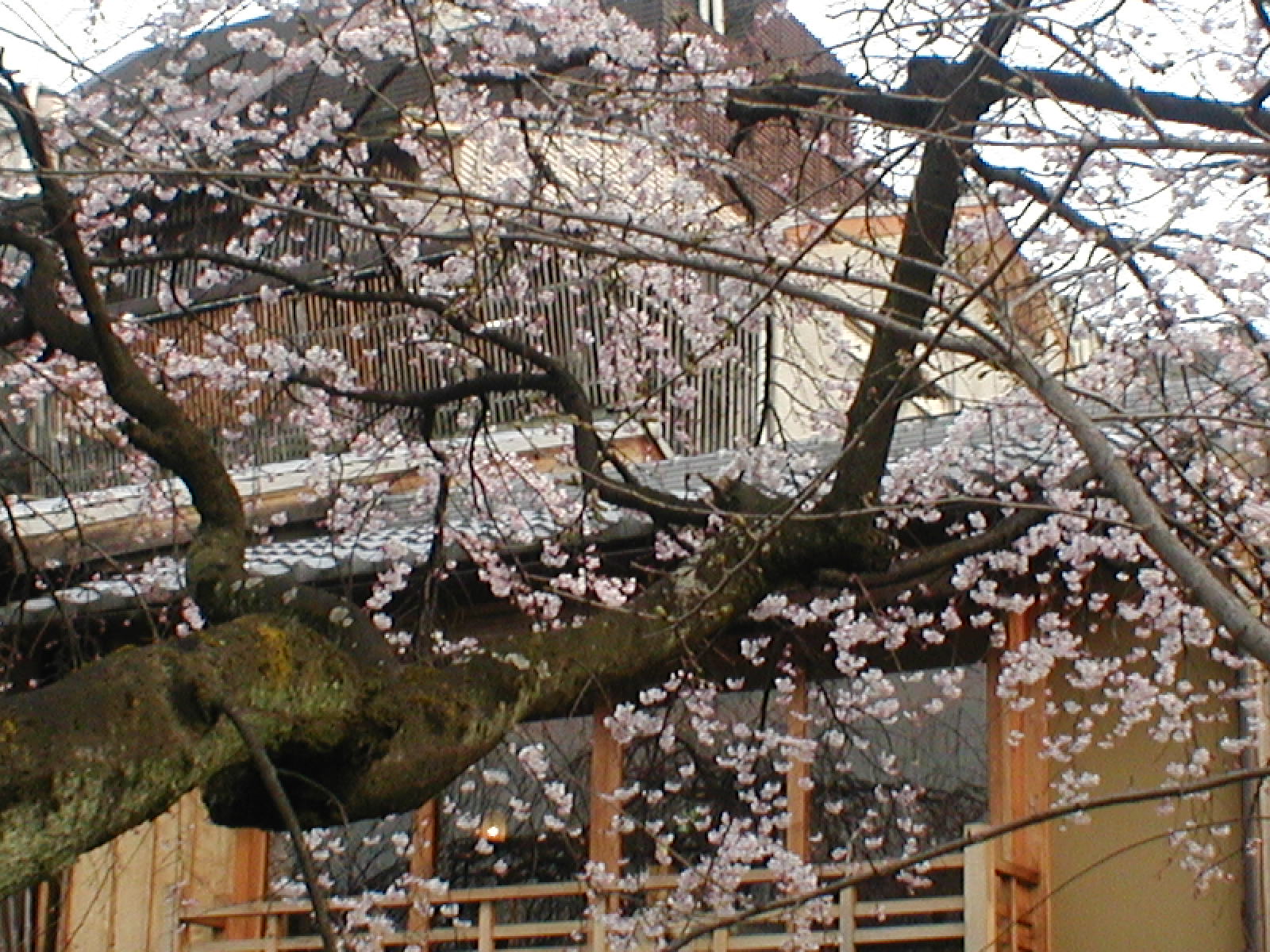 e0116694_16502026.jpg