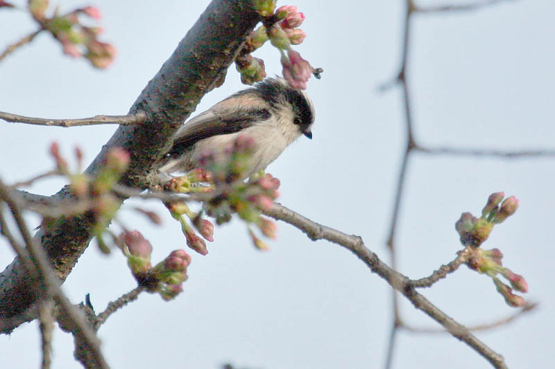 桜にエナガ_b0024798_9281240.jpg