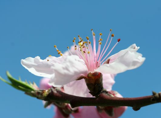 桃の花_c0100214_2036536.jpg